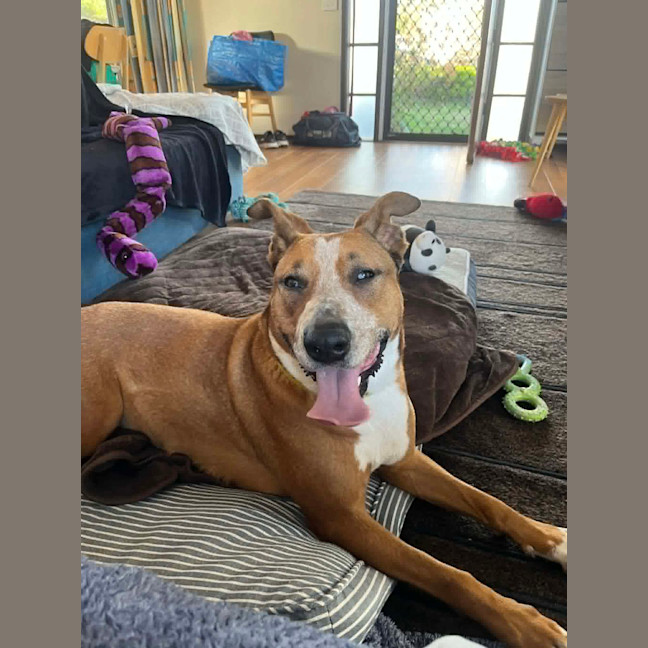 Photo of Frisbee