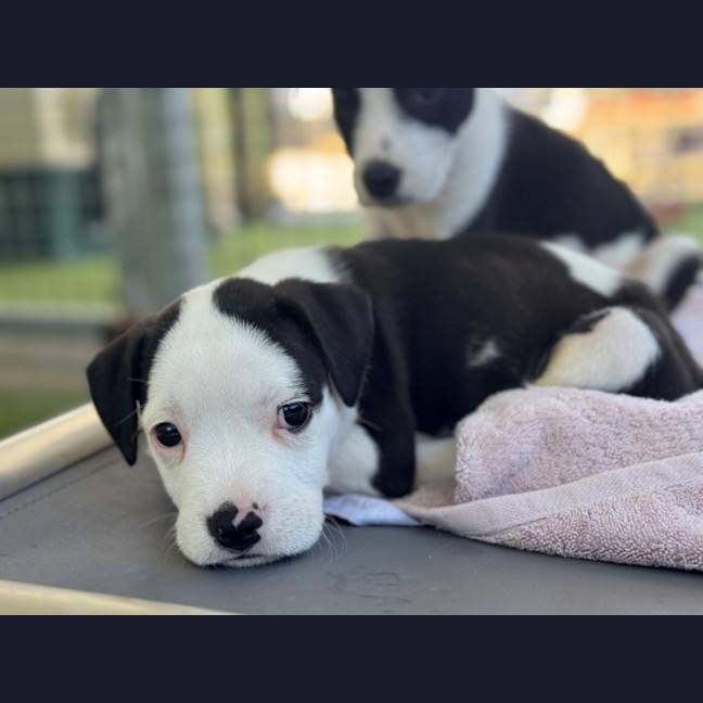 Photo of D1221 Lando