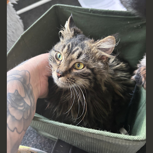 Photo of Dill Pickle