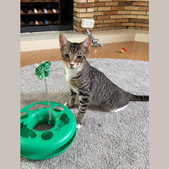 Photo of Pebbles