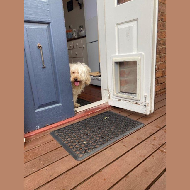 Photo of Tinkerbell Kumara