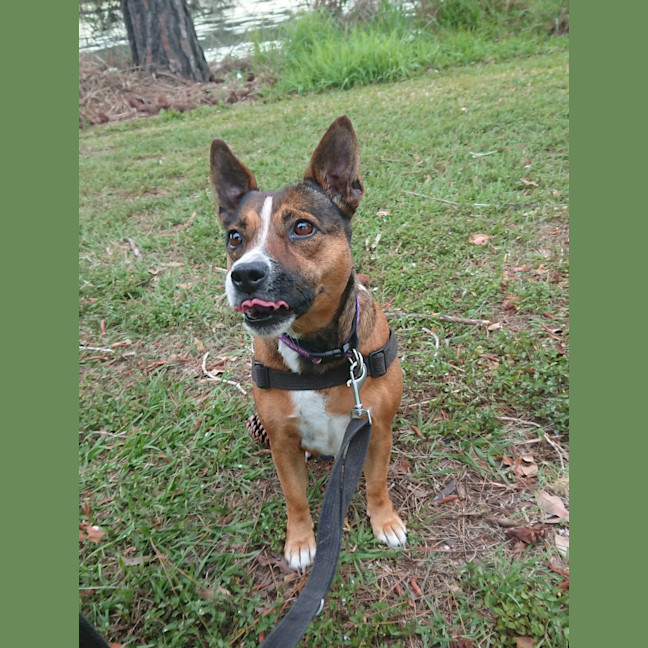 Photo of Foxie