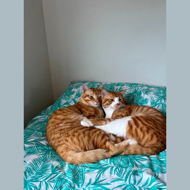 Photo of Whiskey And Simba