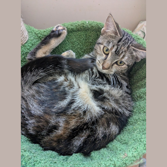 Photo of Miette And Blossom