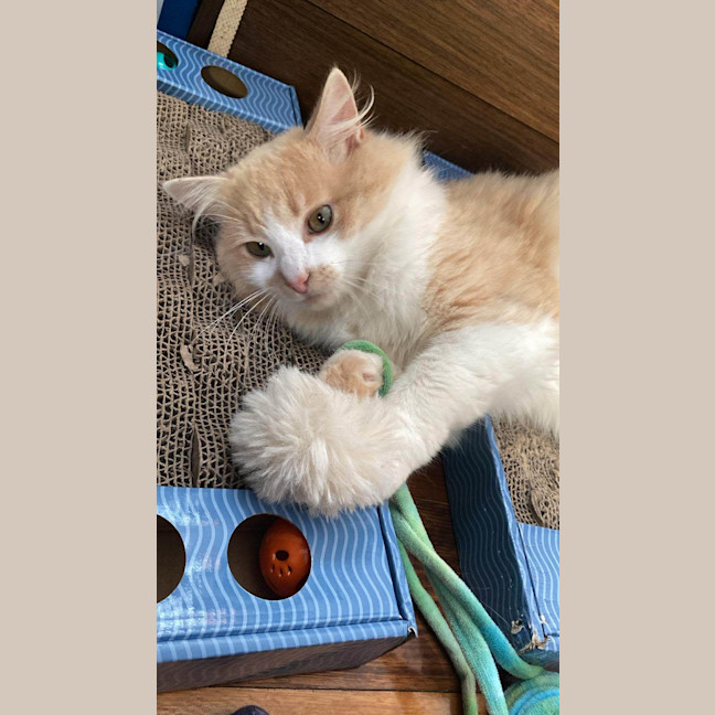 Photo of Naranjito