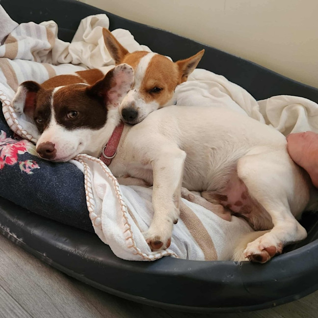 Photo of Dougie And Timmy