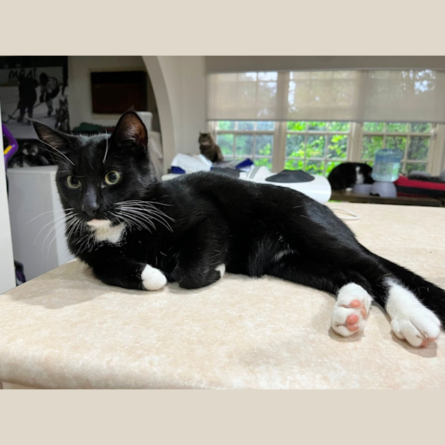 Photo of Oreo *9 Lives Project Rescue*