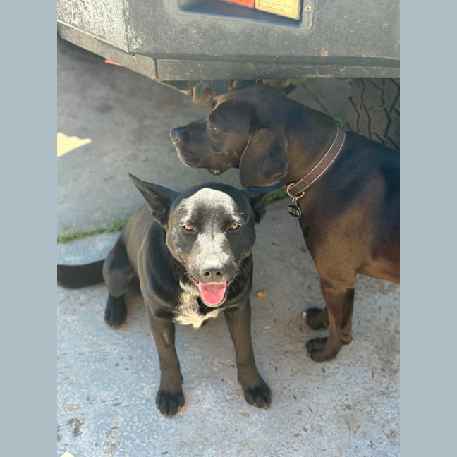 Photo of Bear   14 Month Old Labrador X