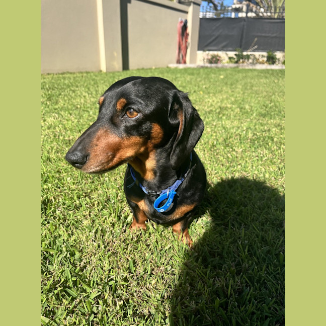 Photo of Albie