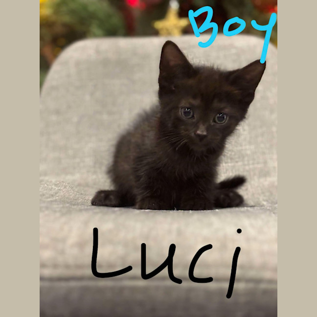 Photo of Luci