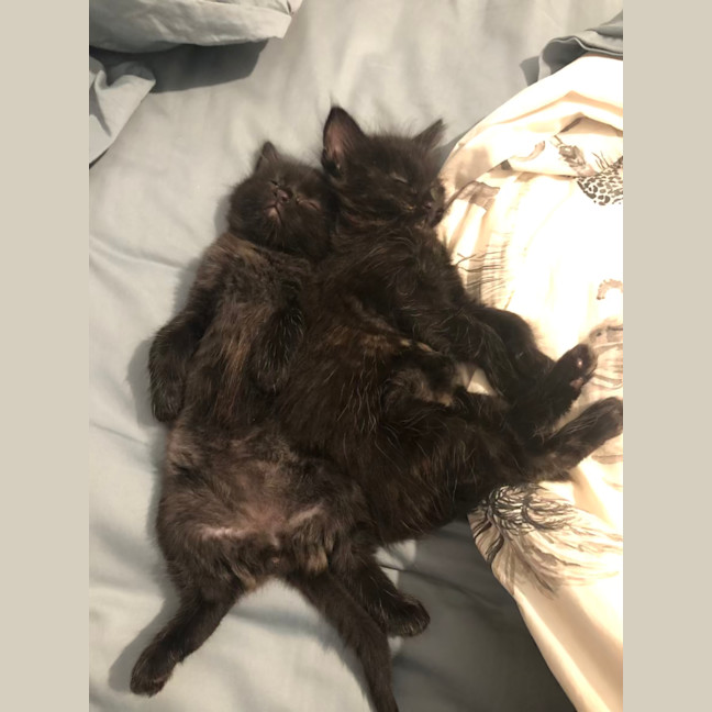 Photo of Floof   2 Month Old Domestic Medium Hair (Trial)