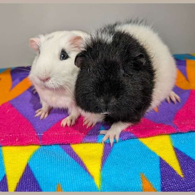 Photo of Snowflake & Oreo