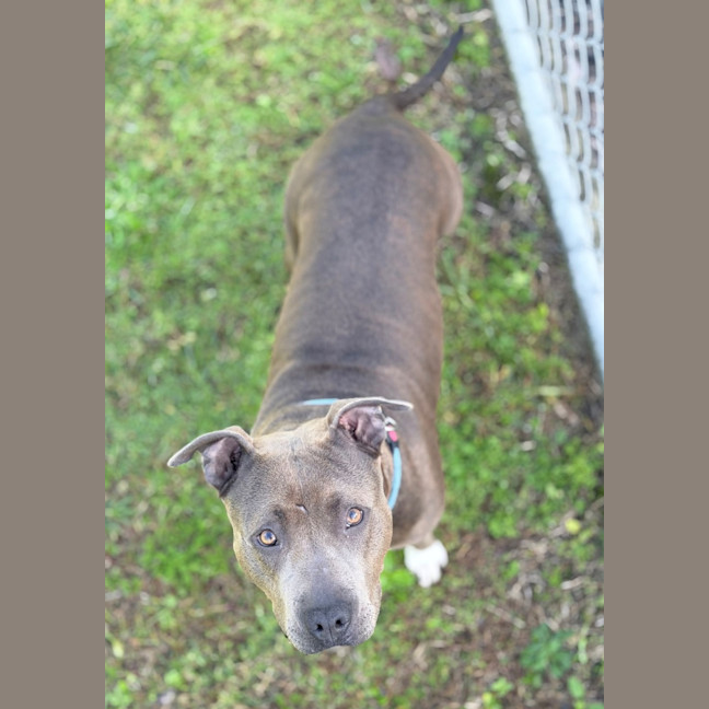 Photo of Brindi