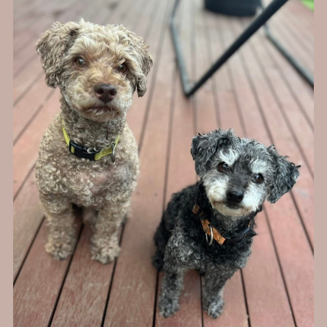 Photo of Milo & Meme 