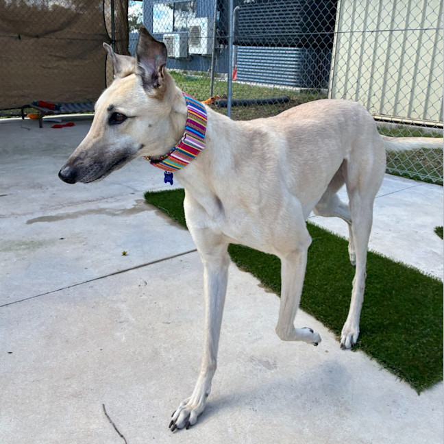 Photo of Luna The Greyhound