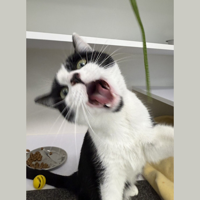 Photo of Tinkerbell