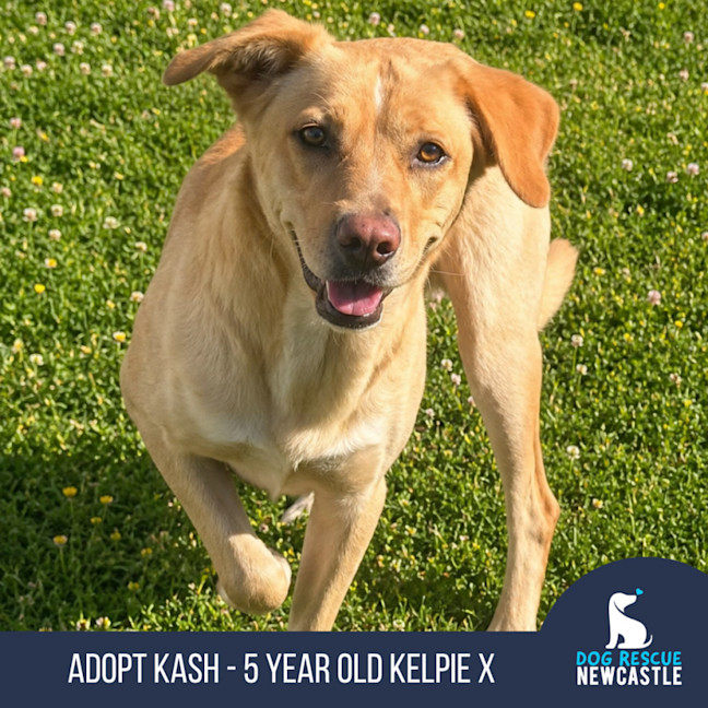 Photo of Kash   5 Year Old Kelpie X