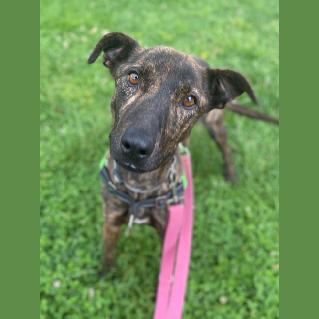 Photo of Stella Rose