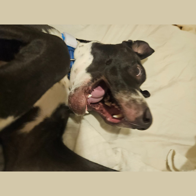 Photo of Rocky