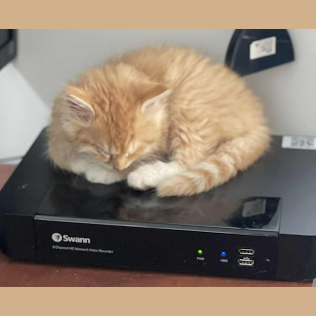 Photo of Ezra **2nd Chance Cat Rescue**