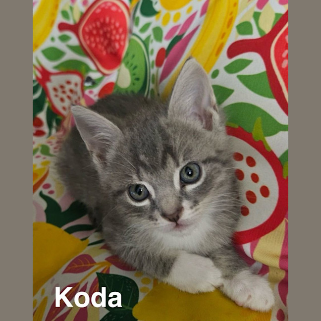Photo of Koda
