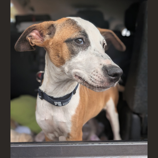 Photo of Lilo