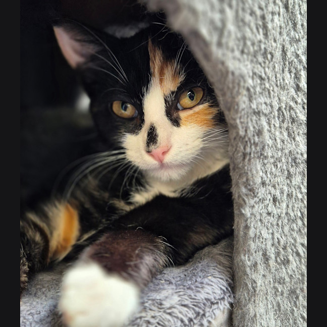 Photo of Maisy