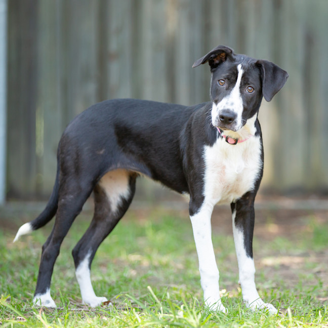 Photo of Prancer