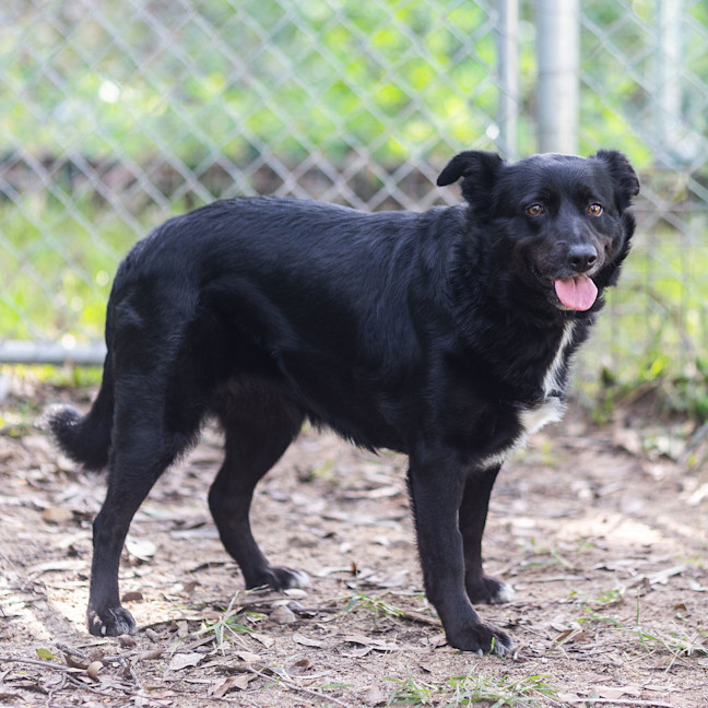 Photo of Koda