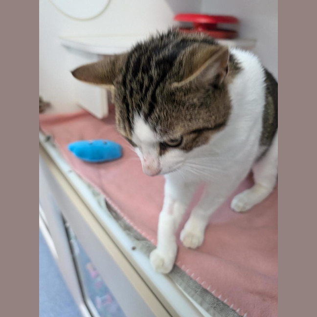 Photo of Pirate