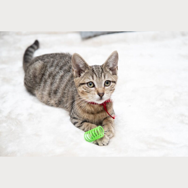 Photo of Almond