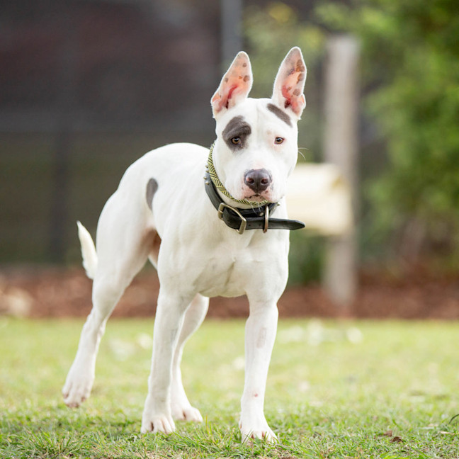 Photo of Jetta