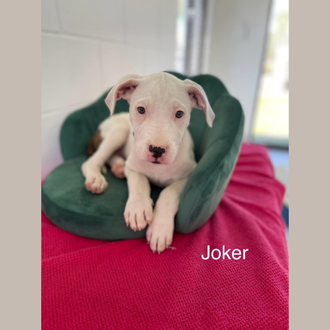 Photo of Joker