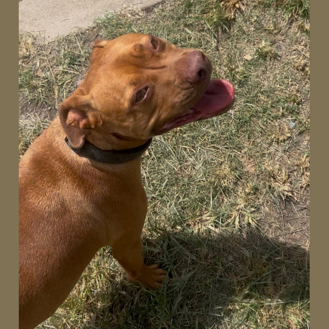 Photo of Honey