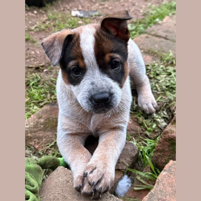 Photo of Salsa