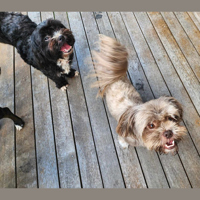 Photo of Nala And Ruby 