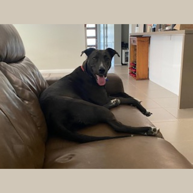 Photo of Zala   1 Year Old Border Collie X Kelpie