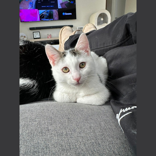 Photo of Guppy