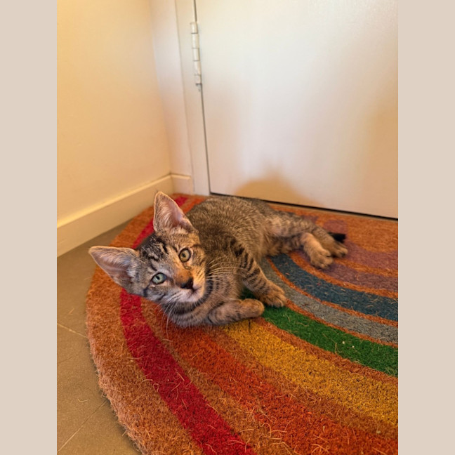 Photo of Milo