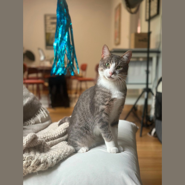 Photo of Mischa