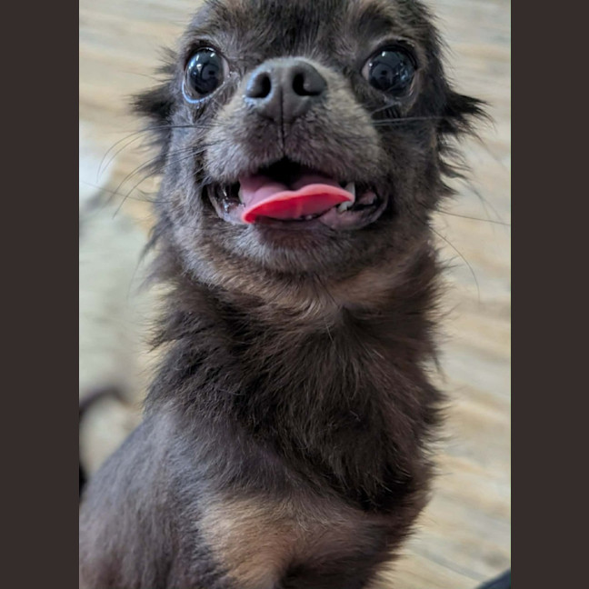 Photo of Bluey