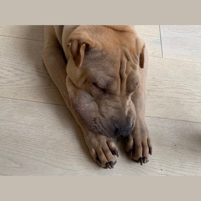 Photo of Choc Honeycomb 🍯 