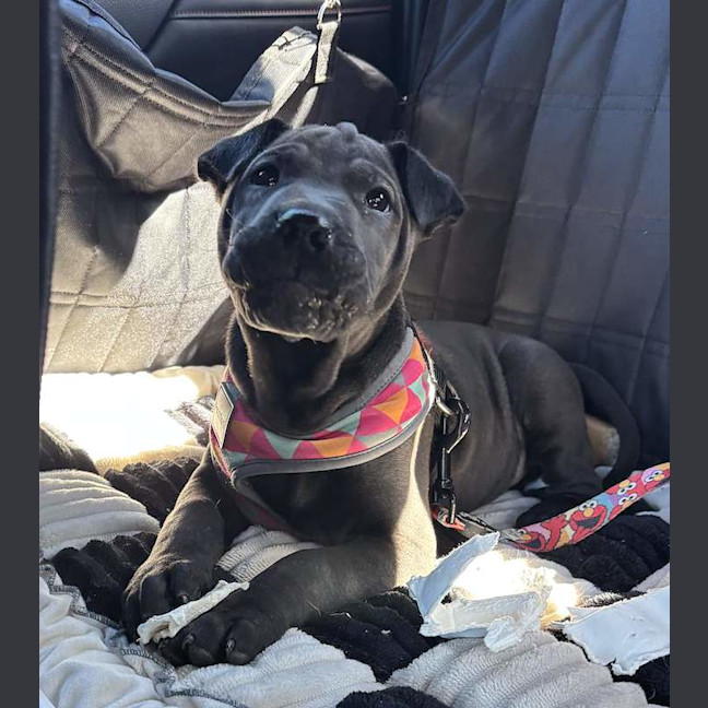 Photo of Buzz