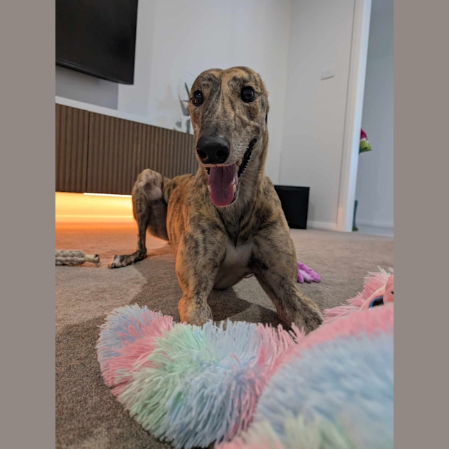 Photo of Roz, The Cat Friendly Greyhound