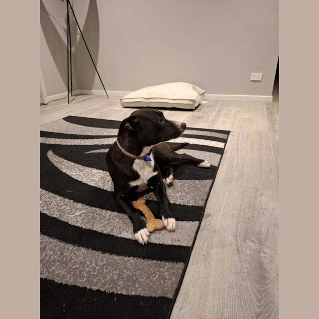 Photo of Jess   6 Month Old Staffy X Border Collie (Trial)