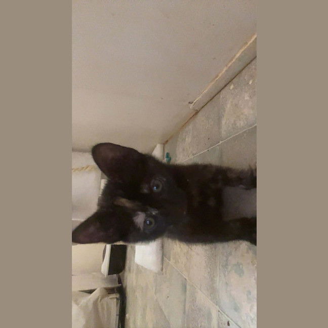 Photo of Chilli Bean