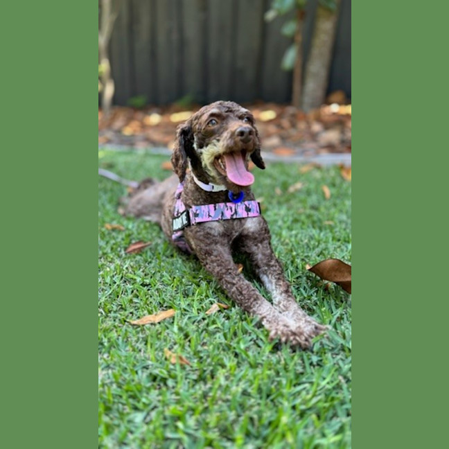 Photo of Coco & Bubbles   3 & 1 Yo Toy Poodle
