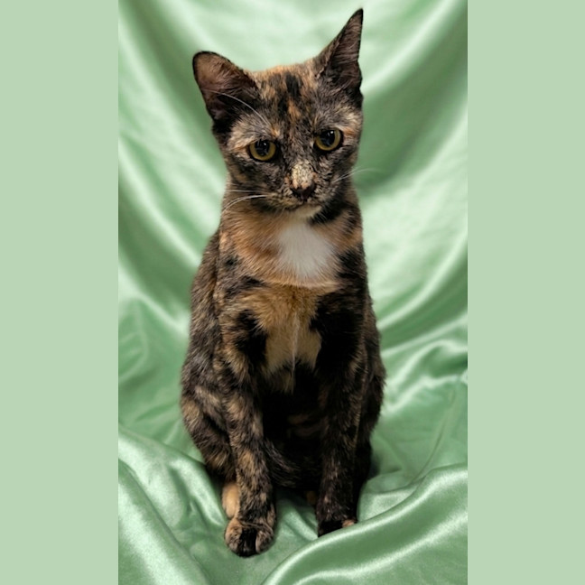 Photo of Pepper