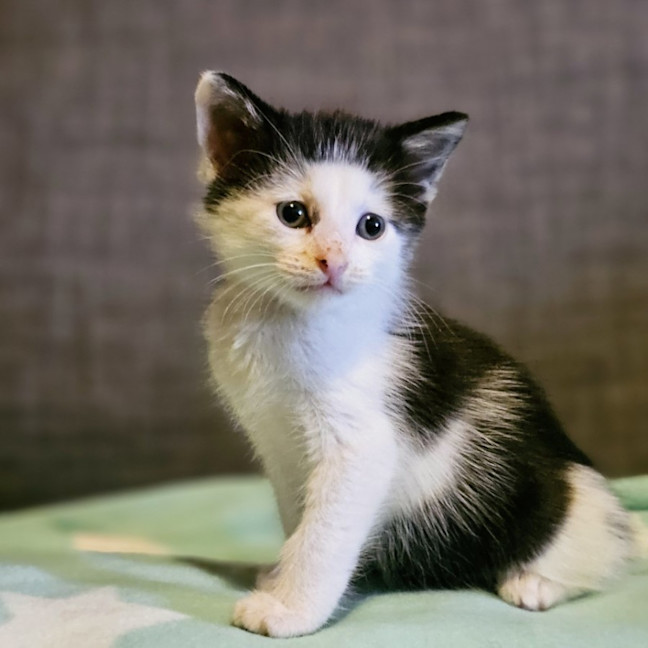 Photo of Creme