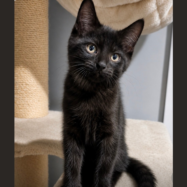 Photo of Ash
